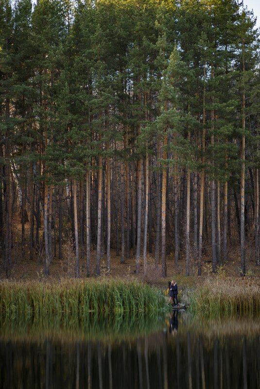 Прогулка в сосновом лесу - Елена Саливон
