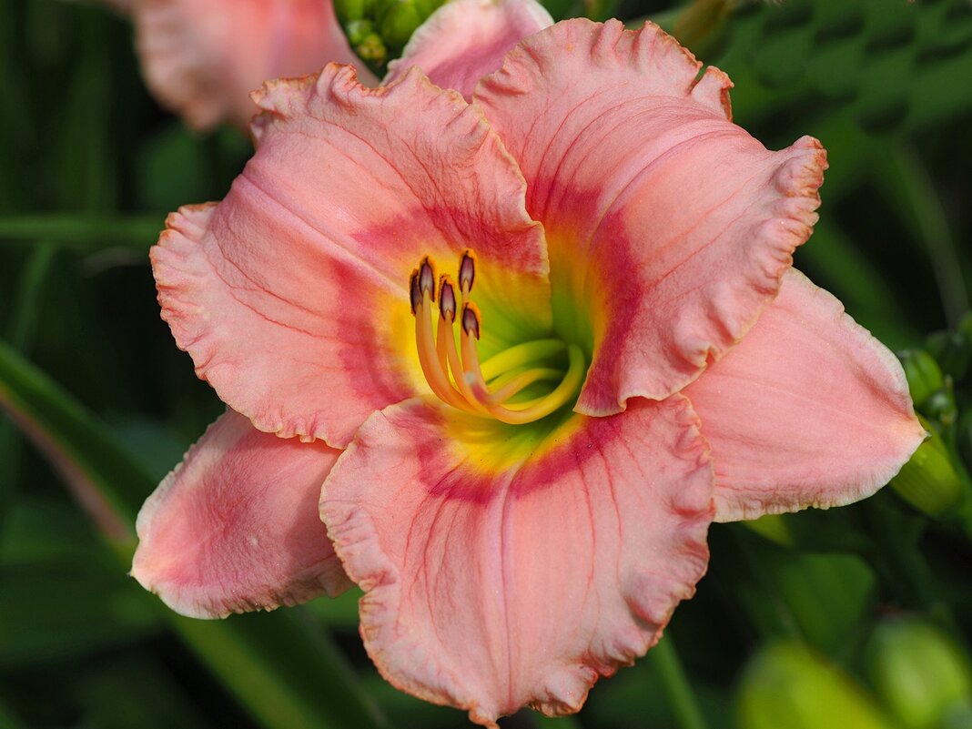 Лилейник Hemerocallis "Elegant Candy" - wea *