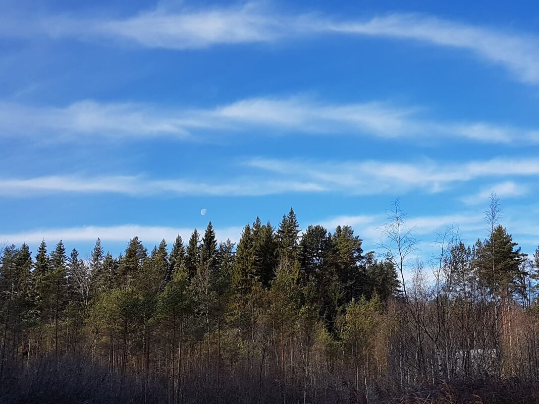 лес и небо - Владимир 
