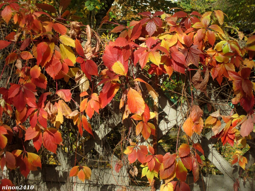 Разноцветье октября - Нина Бутко