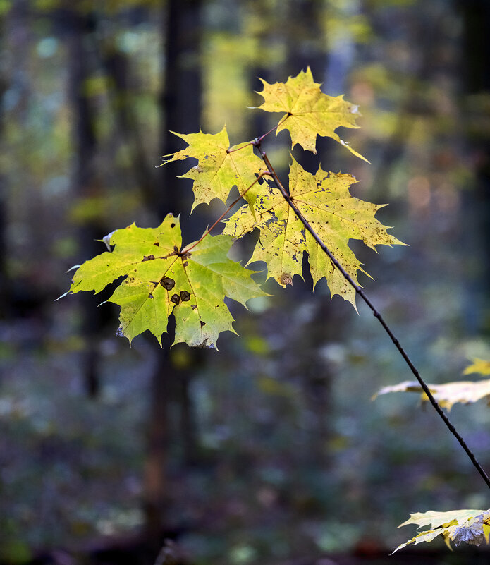 autumn leaves - Zinovi Seniak