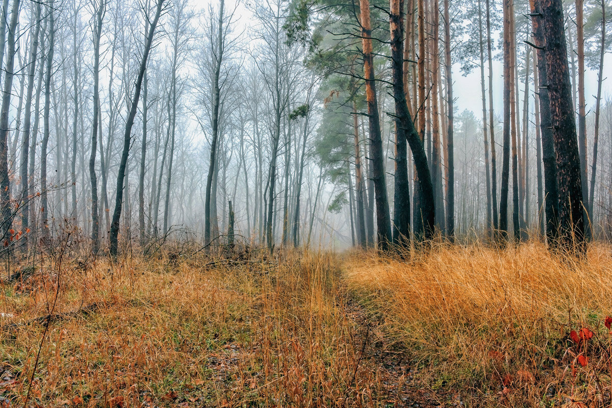 Утром в лесу туман.. - Юрий Стародубцев
