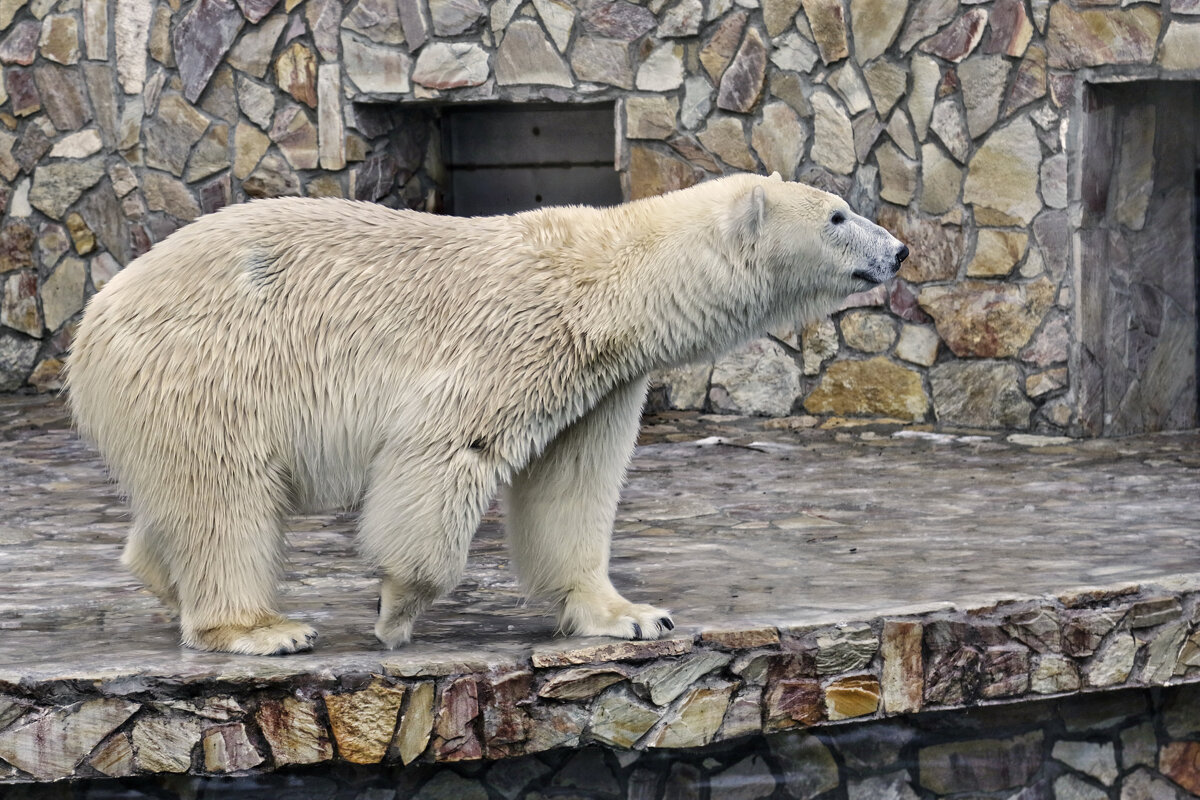 Хаарчаана, белая медведица - Тата Казакова