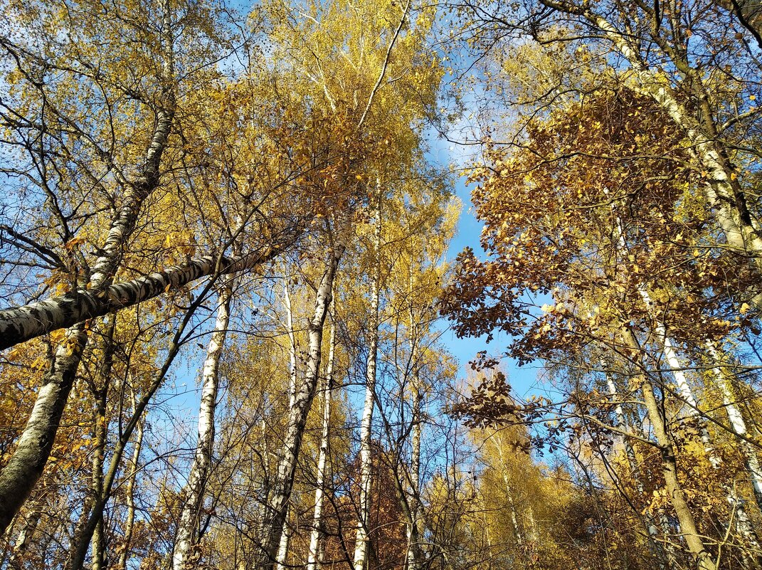 В золотую осень-мое самое любимое время года - Елена Семигина