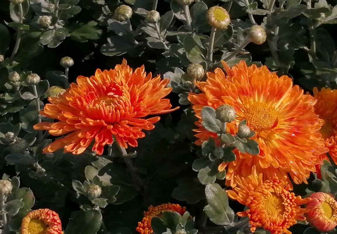 Ведь недавно цвели хризантемы в саду... - Тамара Бедай 