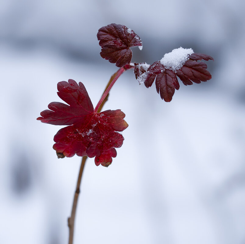 red leaves - Zinovi Seniak