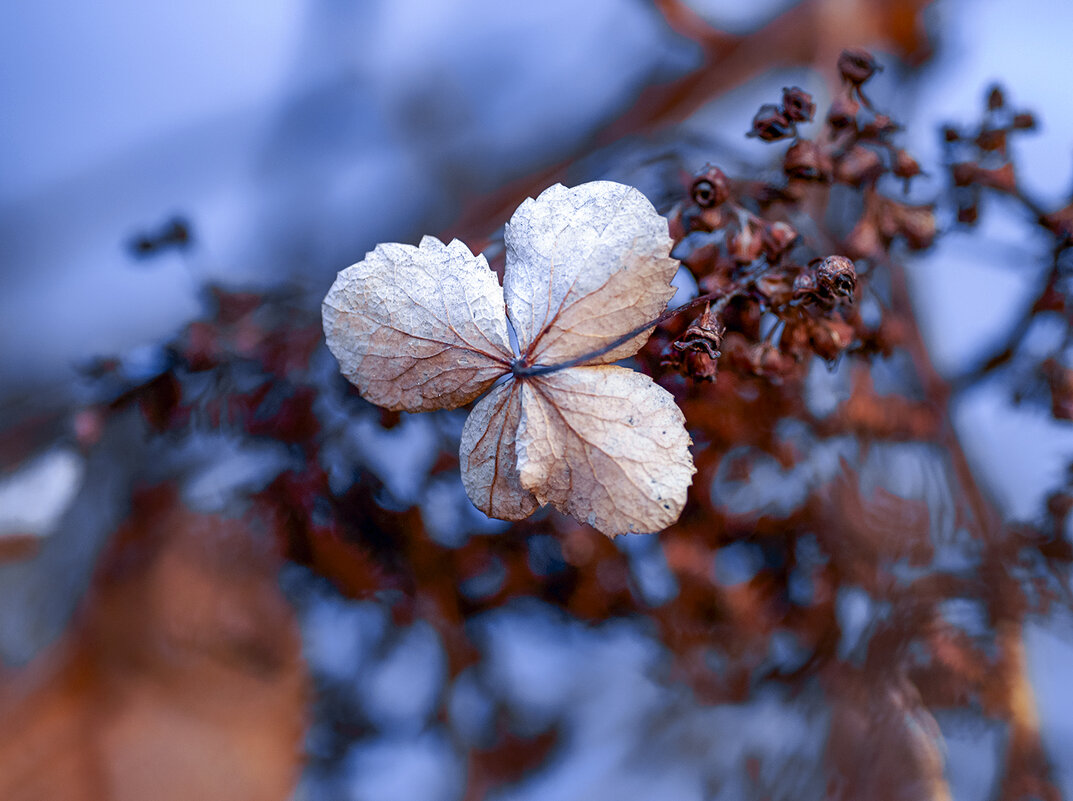 hydrangea - Zinovi Seniak