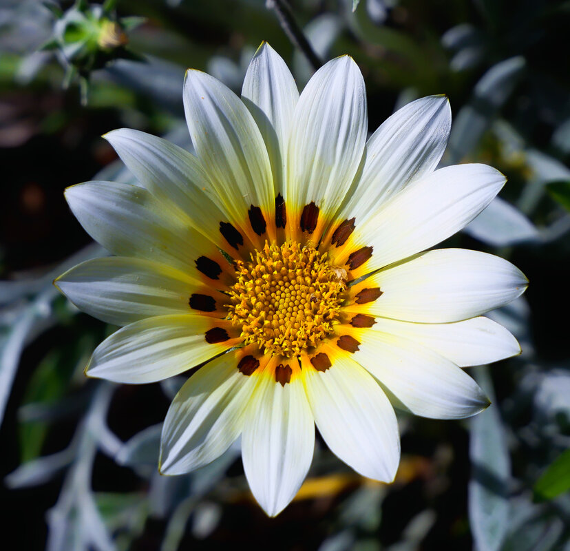 gazania - Zinovi Seniak