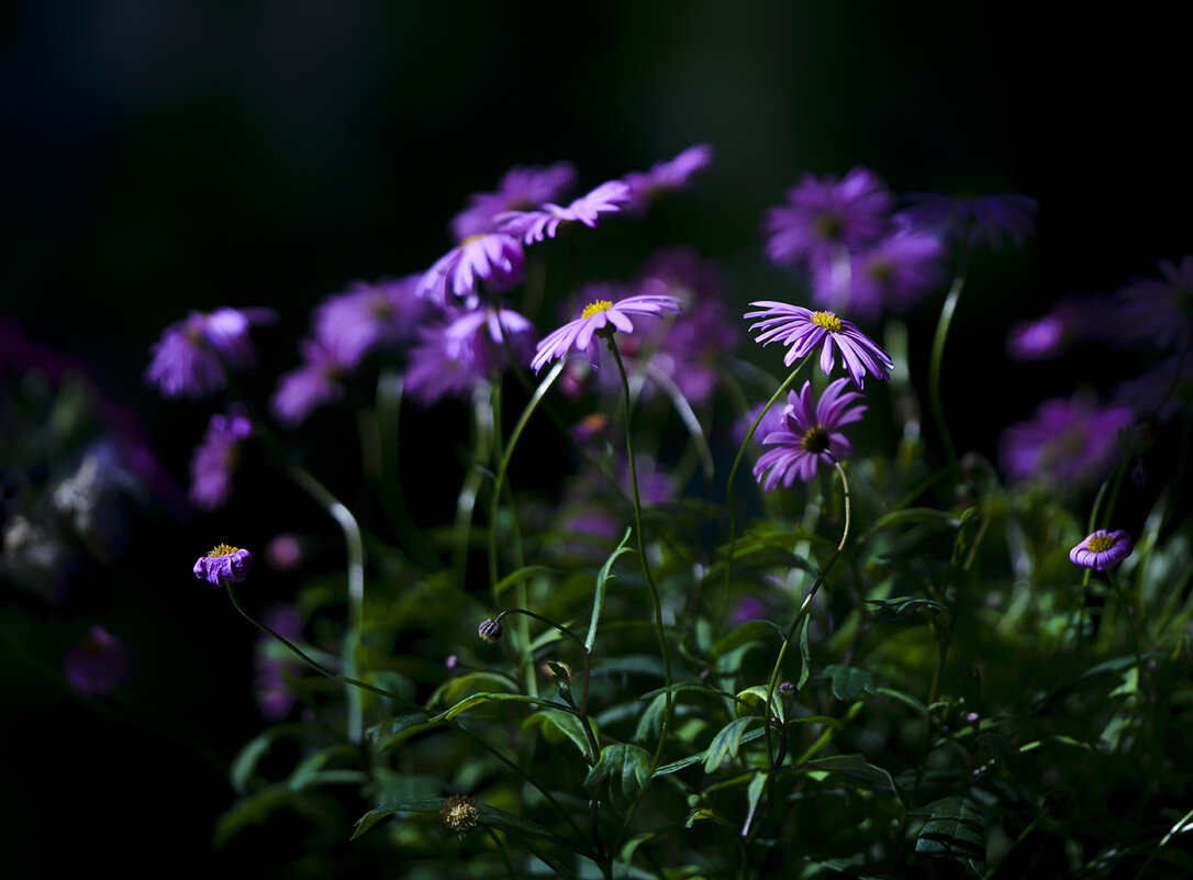 in purple - Zinovi Seniak