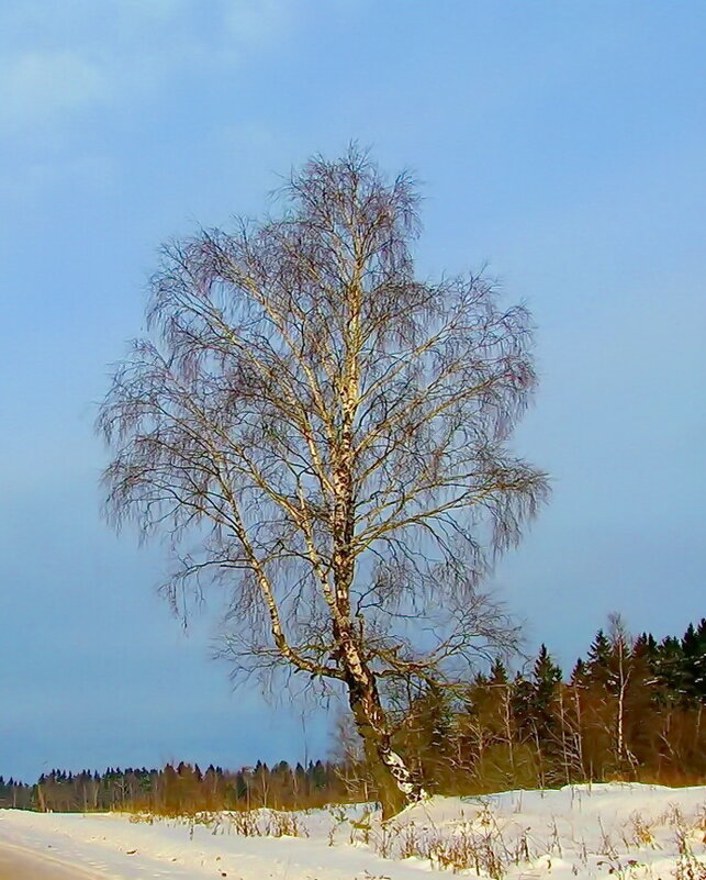 Берёзка зимой - Людмила Смородинская