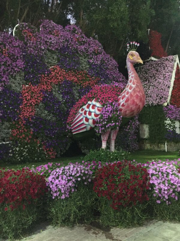 Выставка цветов в Дубае - minchanka 