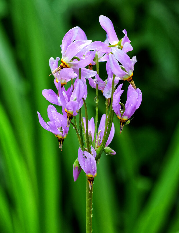 dodecatheon - Zinovi Seniak