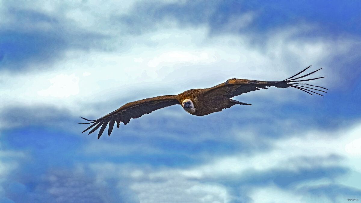 Орел поднимается в небо, Сверкая могучим крылом… - Shmual & Vika Retro