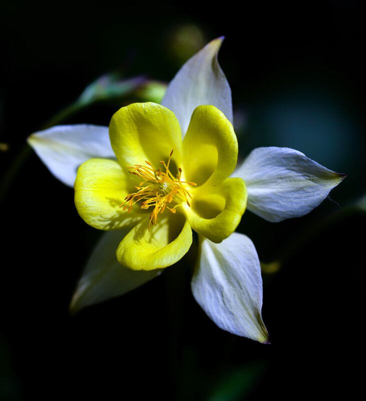 aquilegia - Zinovi Seniak