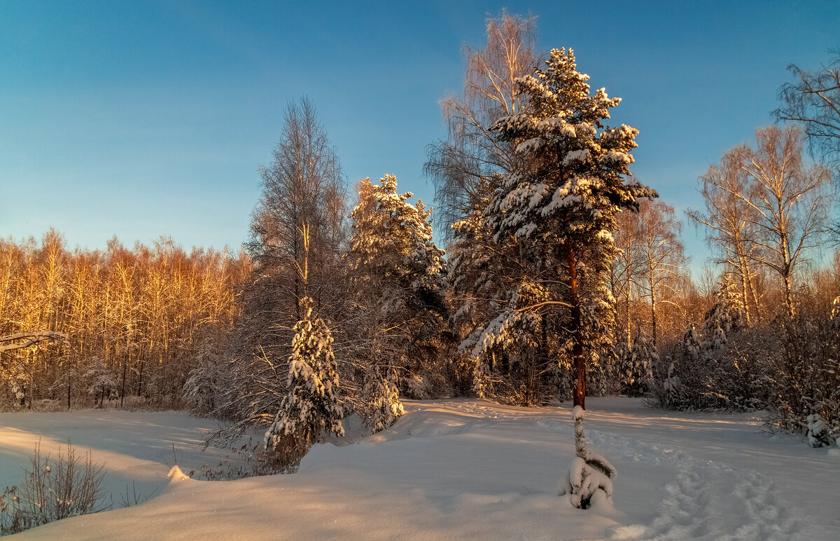 Декабрь, солнце и мороз 02 - Андрей Дворников