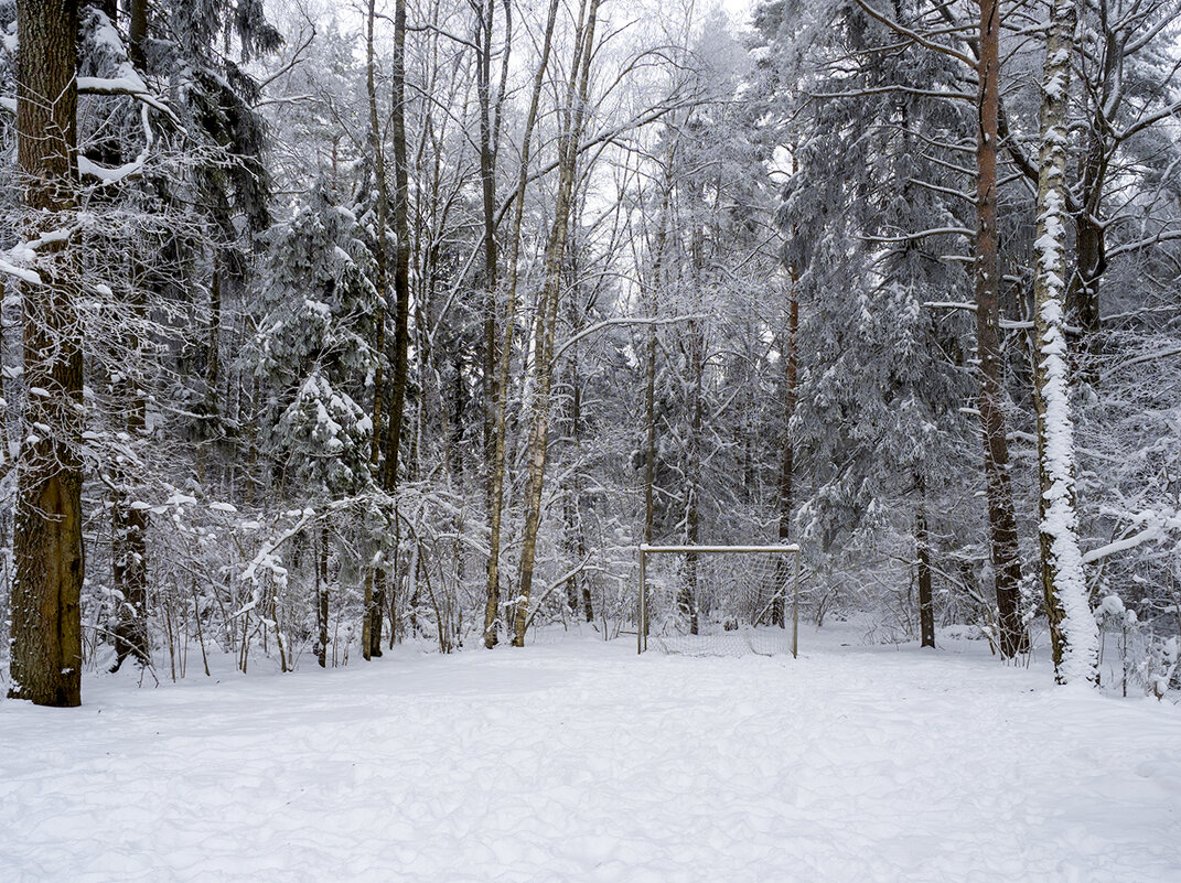 snowy - Zinovi Seniak