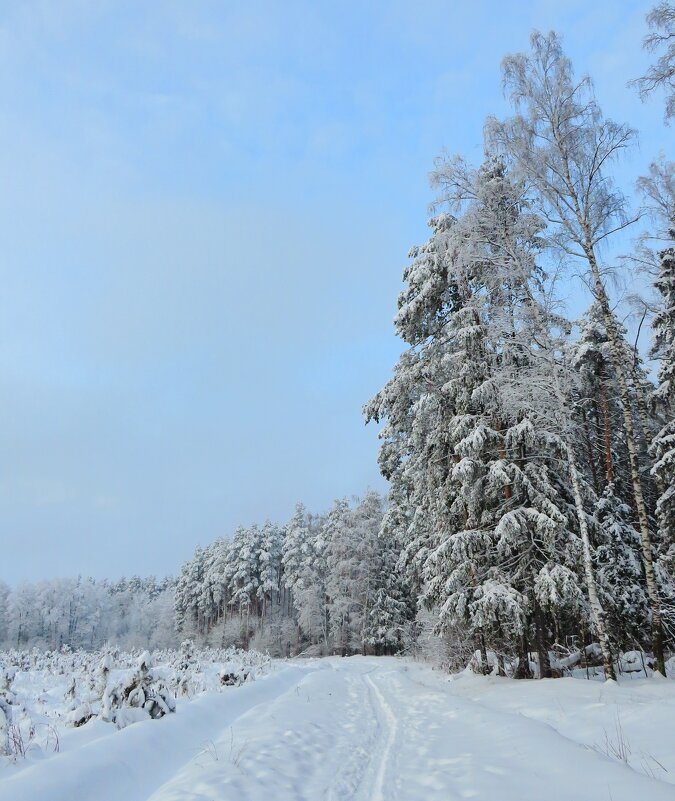 Вдоль зимнего леса - Андрей Снегерёв