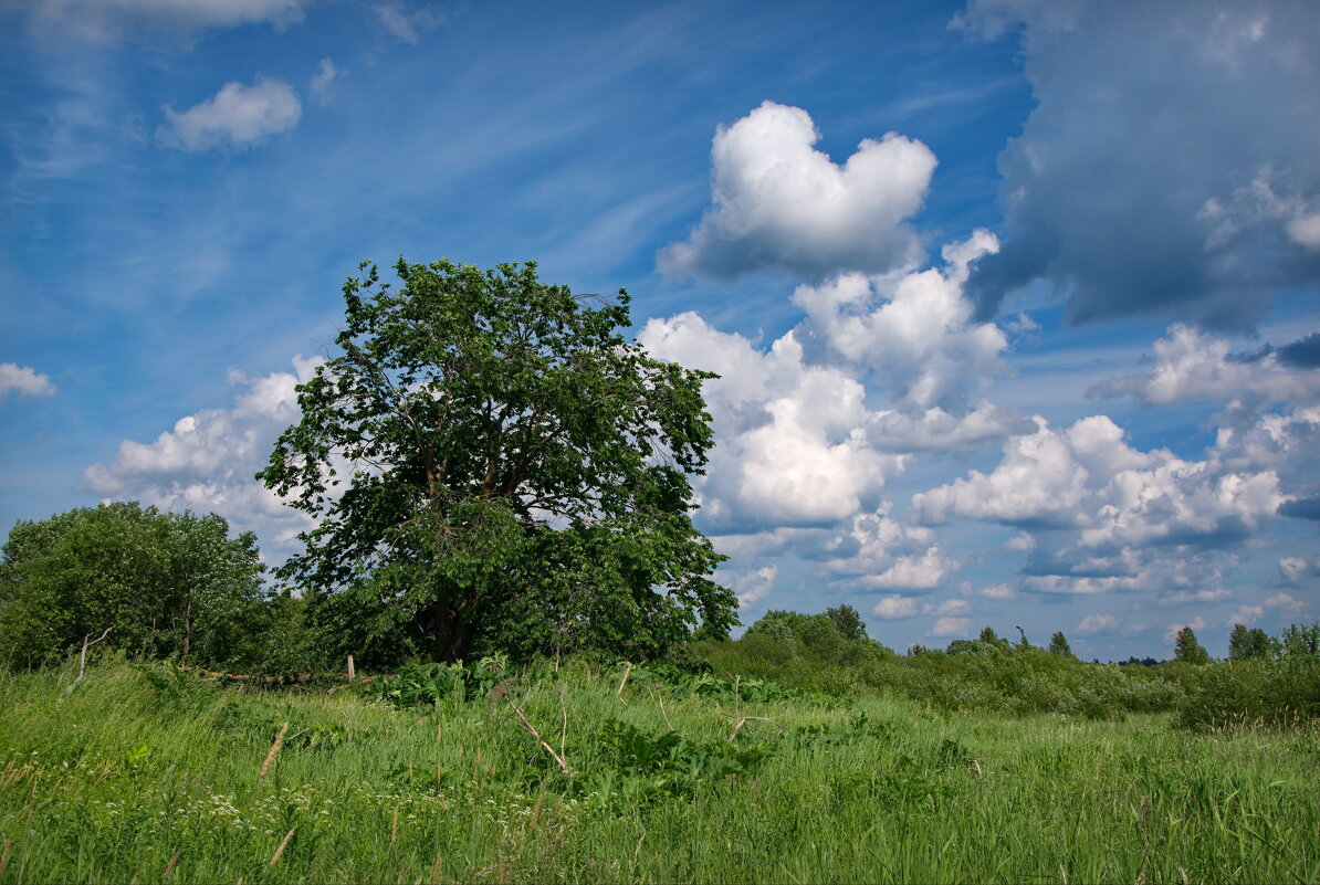 Пейзаж с деревом и облаками - lady v.ekaterina