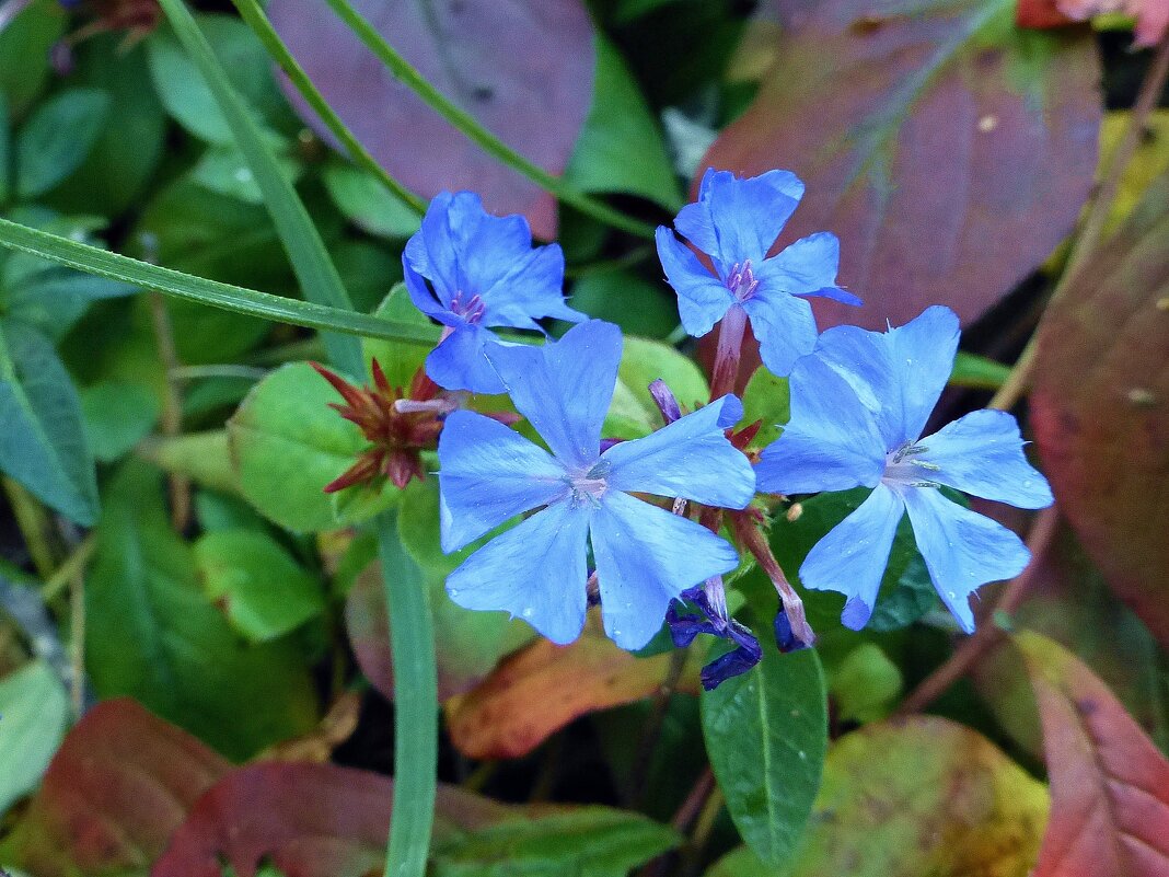 Голубые цветы - Лидия Бусурина