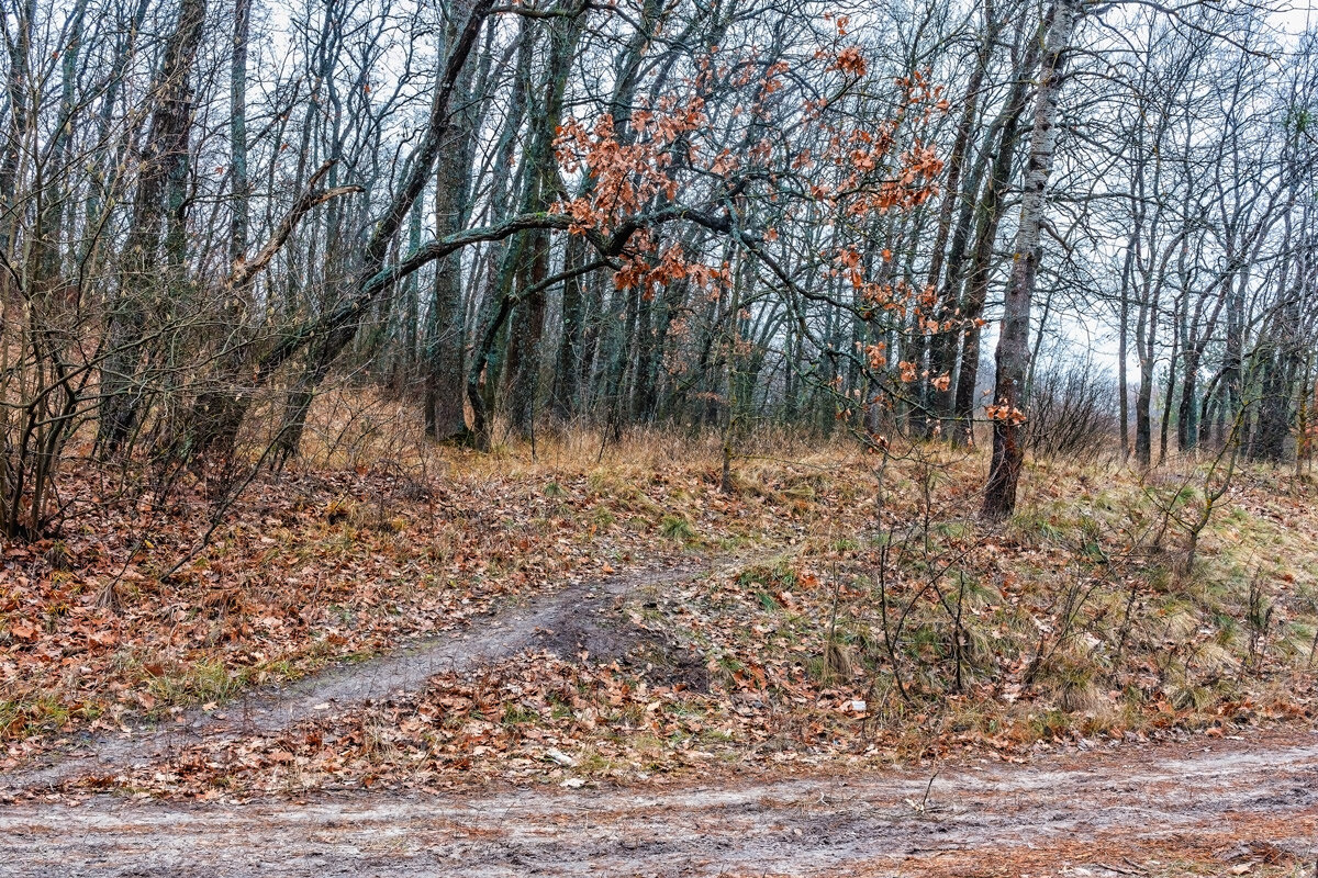 Дорожка и дорога в осеннем лесу - Юрий Стародубцев