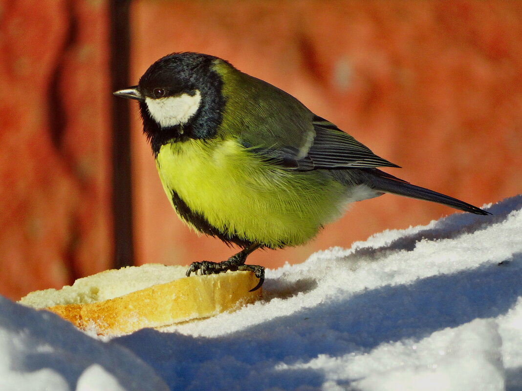 Большак.Больша́я сини́ца, или больша́к (лат. Parus major) - Ivan Vodonos