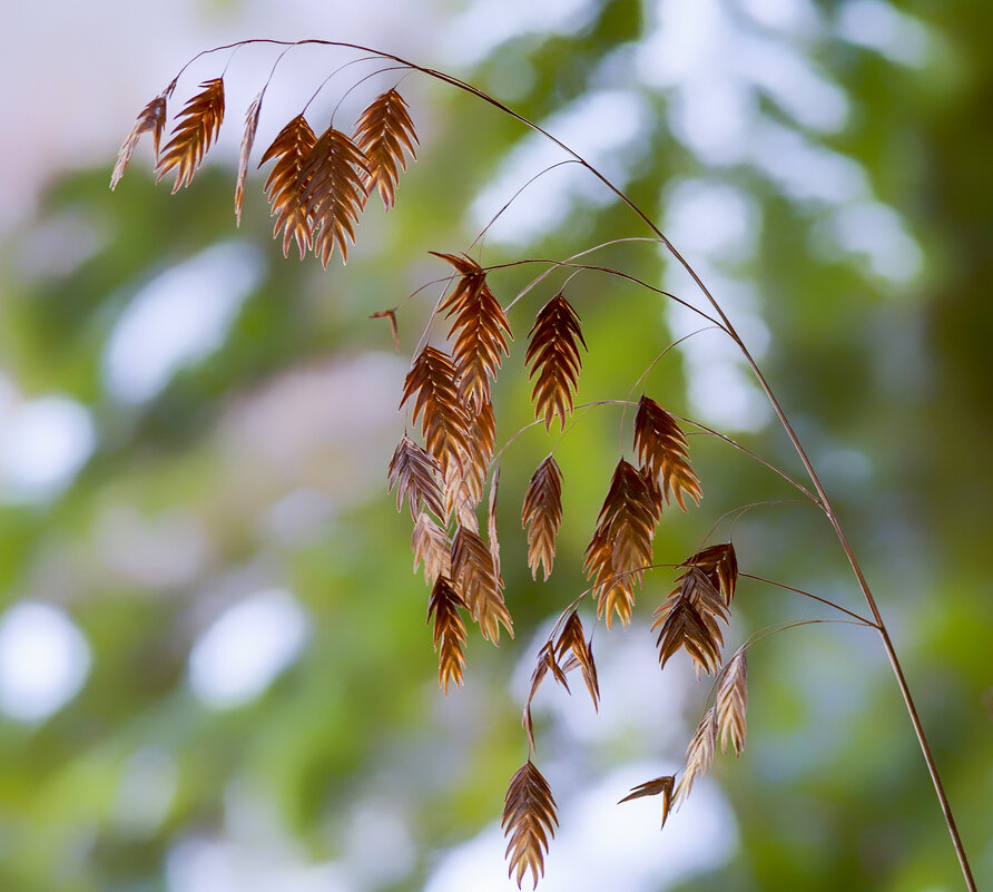 chasmanthium - Zinovi Seniak