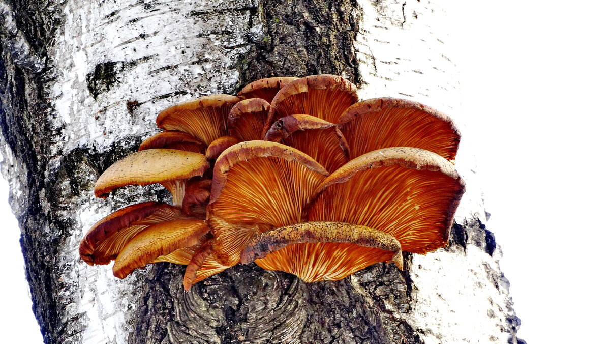 Дерево обитающие грибы.    ..Вёшенка поздняя (Panellus serotinus) .  Подмороженные. - Ivan Vodonos