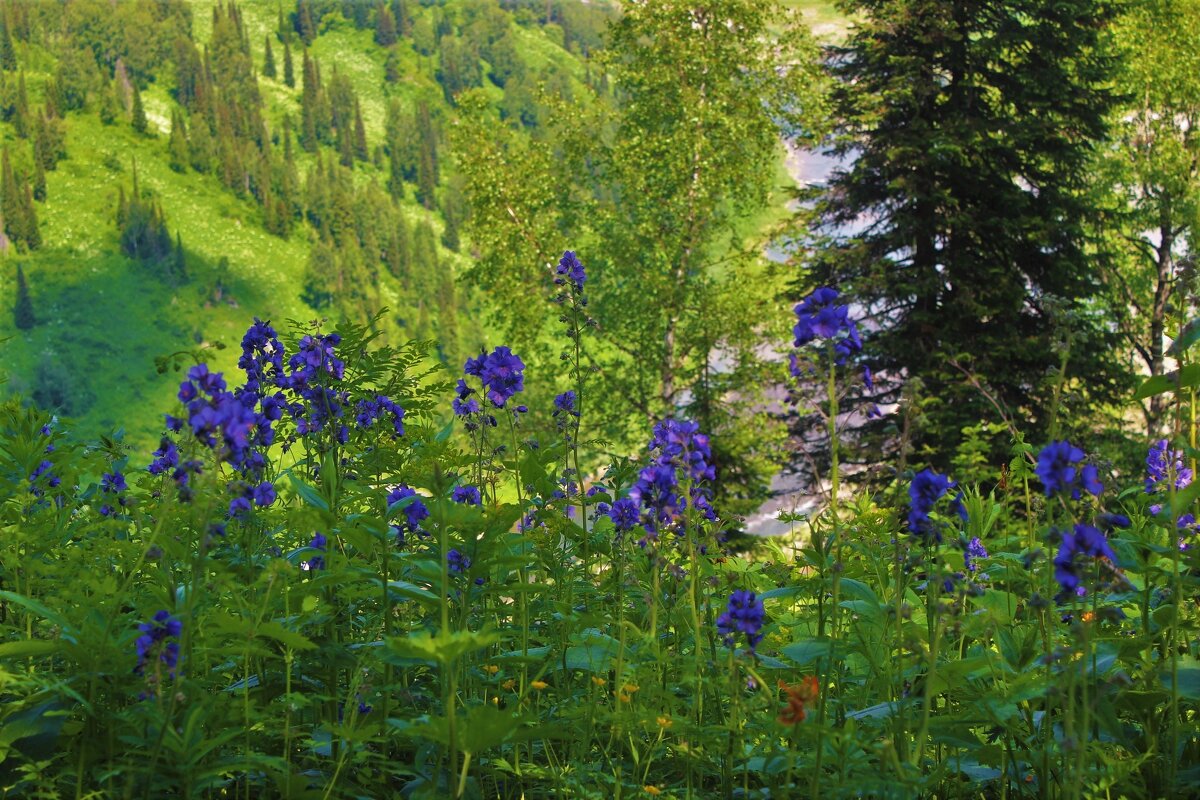 Синие цветы - Сергей Чиняев 