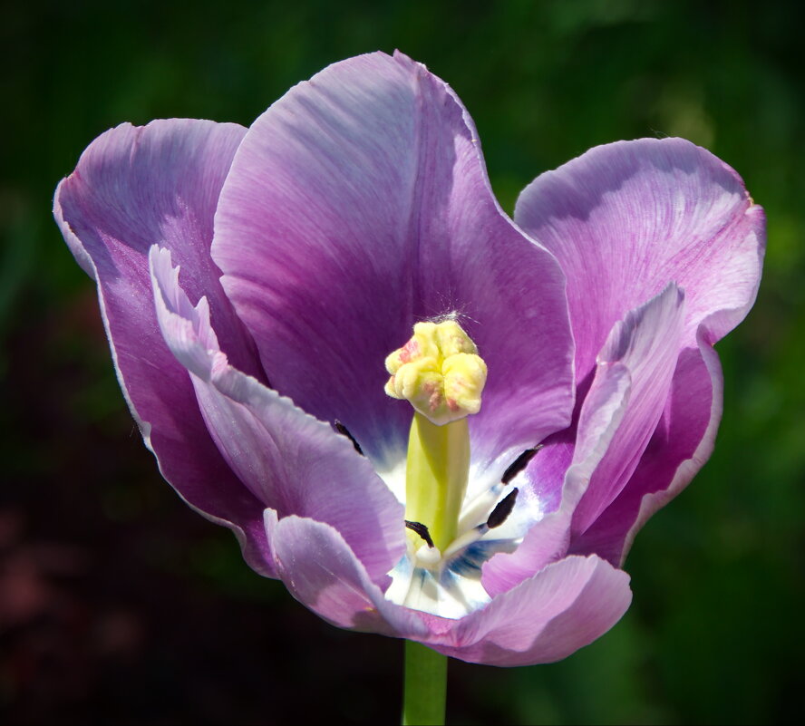 Июньский тюльпан - lady v.ekaterina