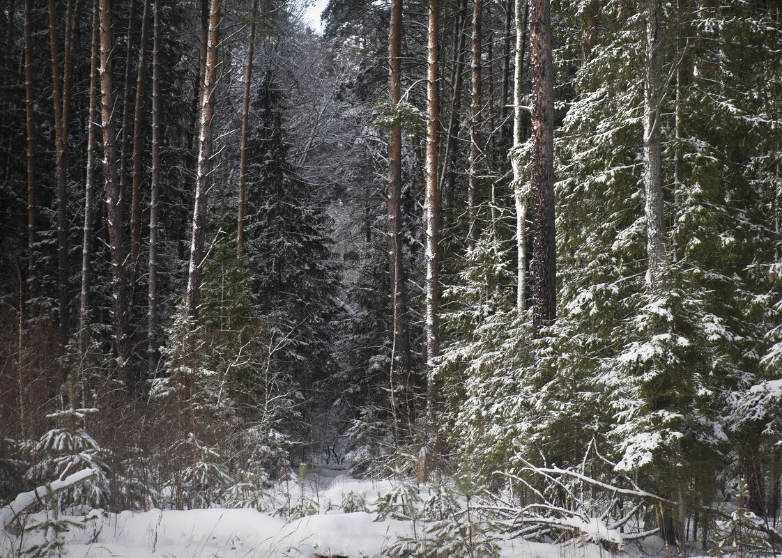 Зимний лес - Людмила 