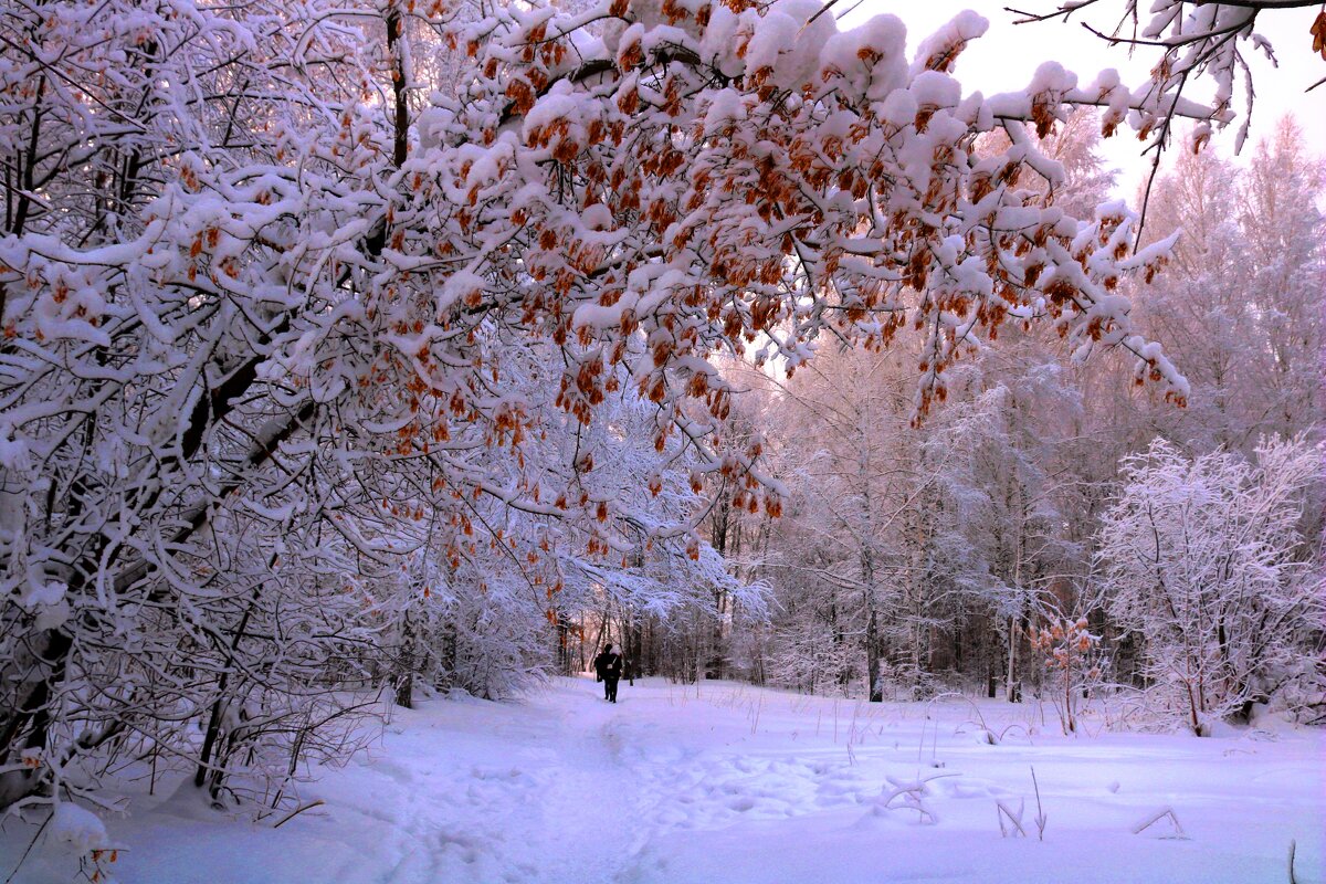 После снегопада - владимир тимошенко 