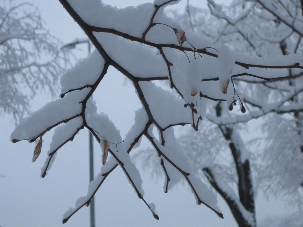 Снег на ветвях - Дмитрий Никитин