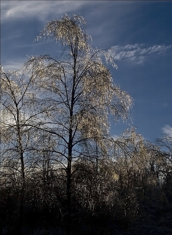 Лёд на ветвях - Фотолюб *