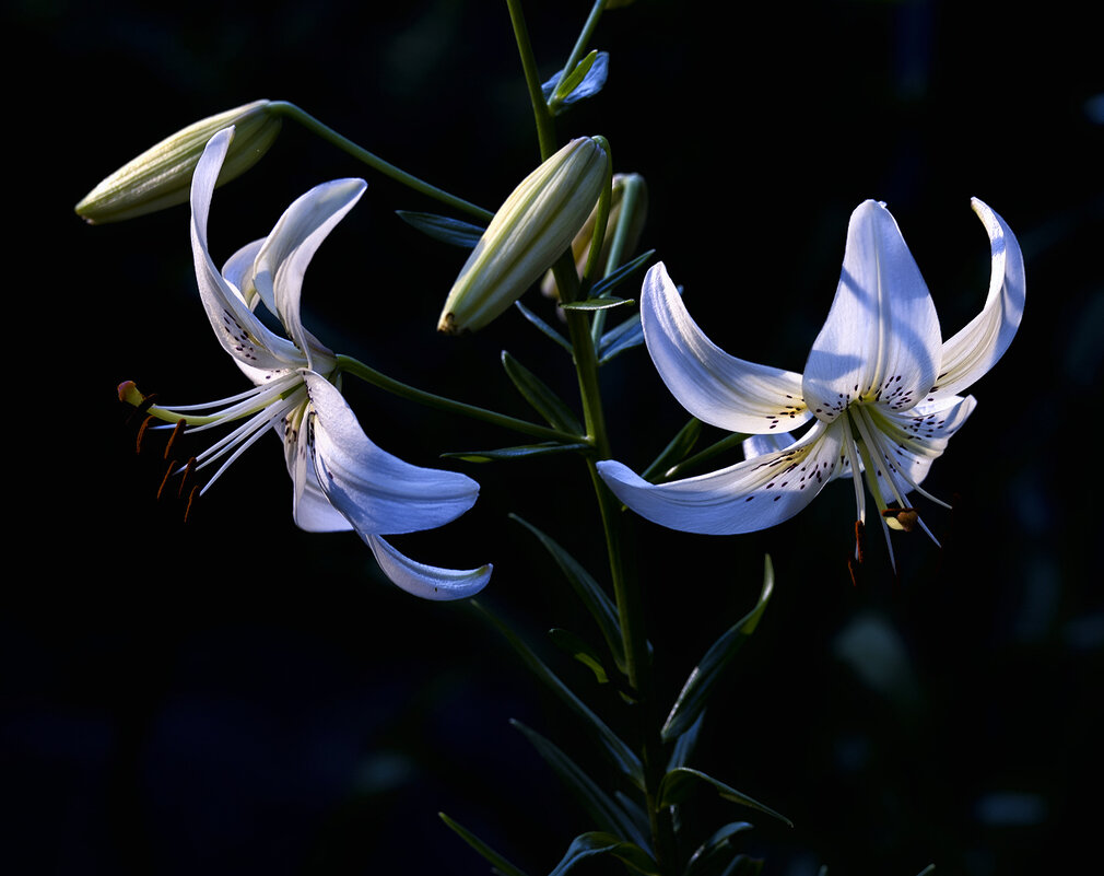 lilies - Zinovi Seniak