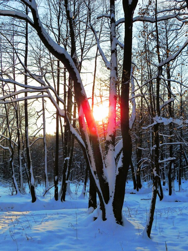 Мороз и солнце - Андрей Снегерёв