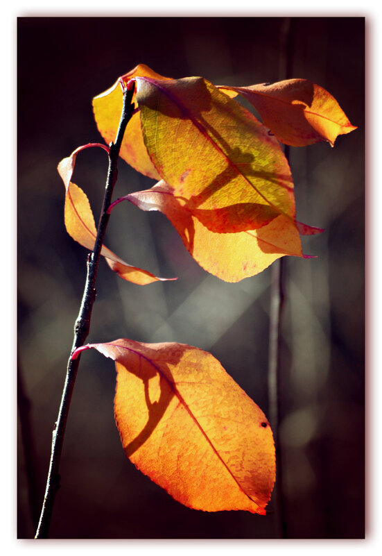 Осенние листья - Nina Streapan