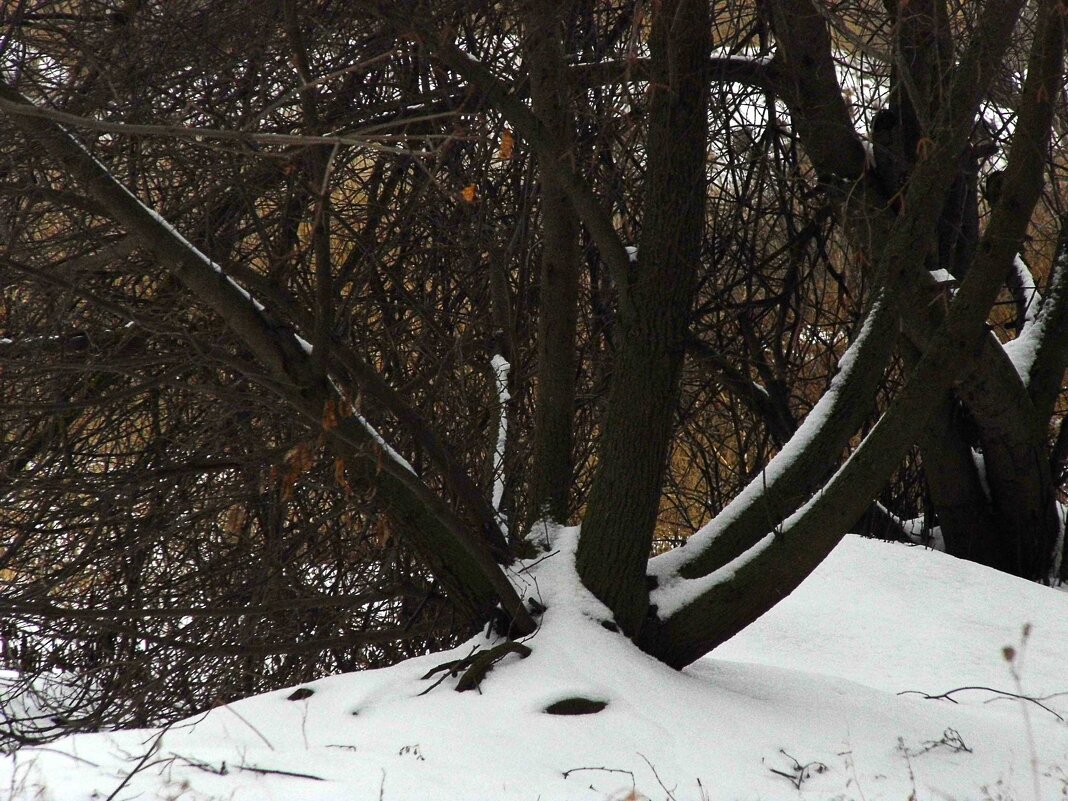 Корни в снегу - Юлия Денискина