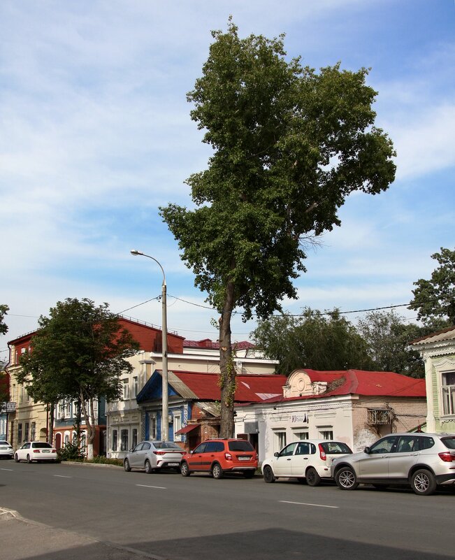 Городские деревья - Сергей Хрущёв