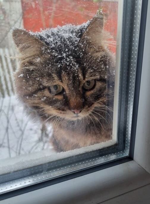 Открывай скорее, я замёрз... - Наталья 