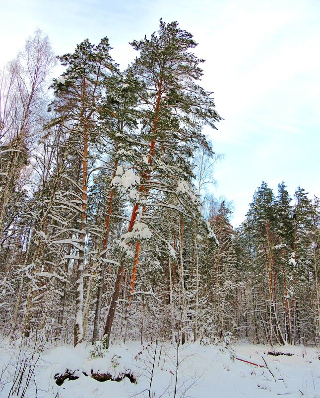 Зимой у лесного пруда - Андрей Снегерёв
