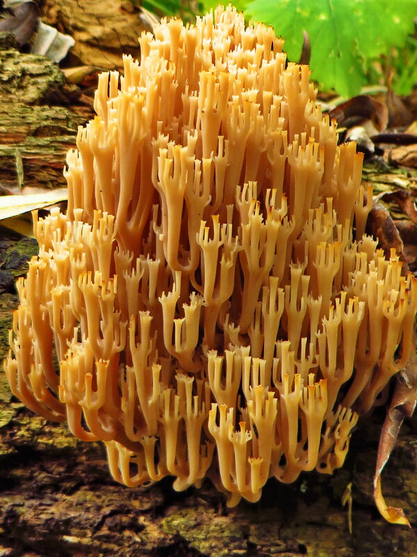 Съедобный гриб.     .Клавикорона крыночковидная (Artomyces pyxidatus) - Ivan Vodonos