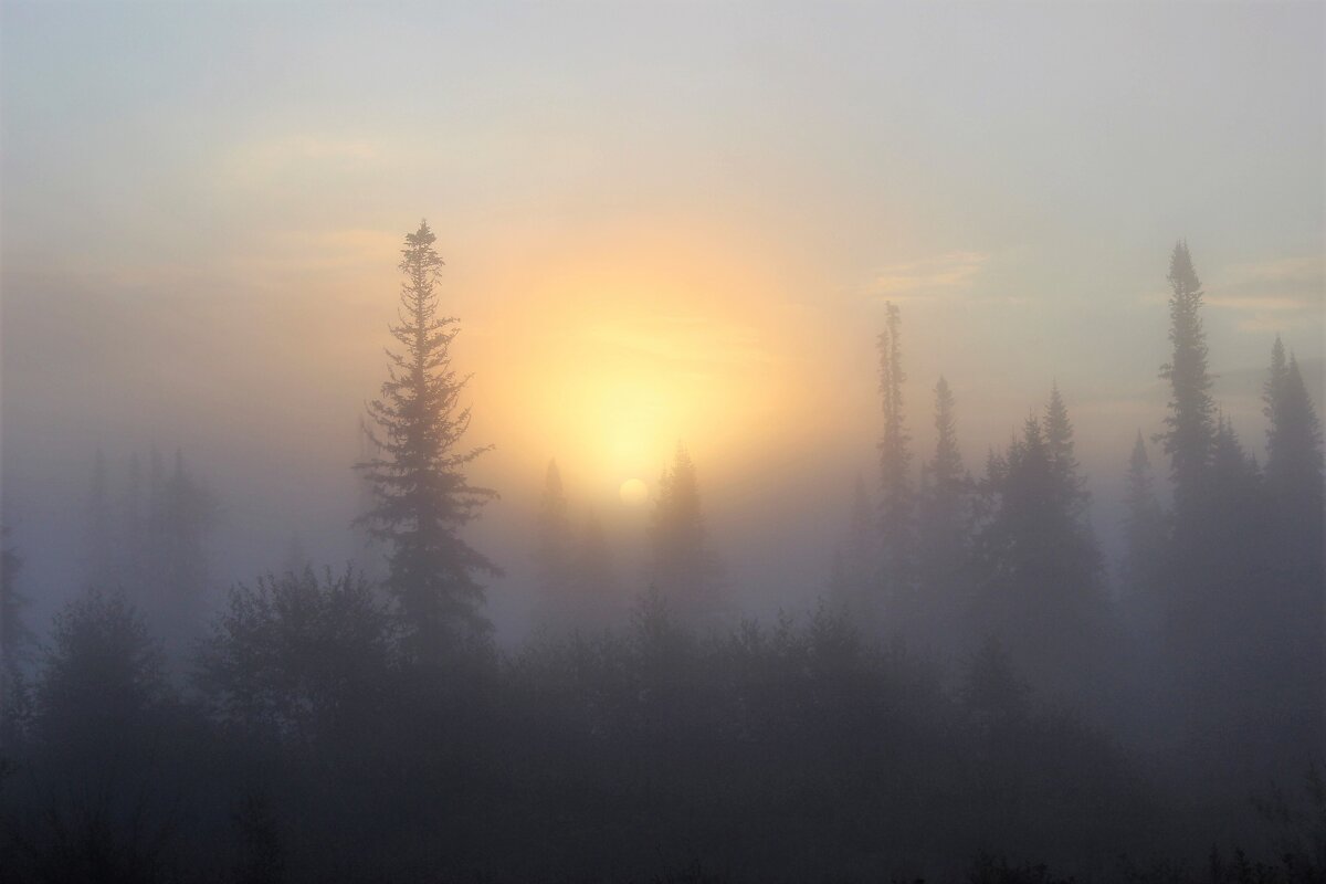 Восход в густом тумане - Сергей Чиняев 