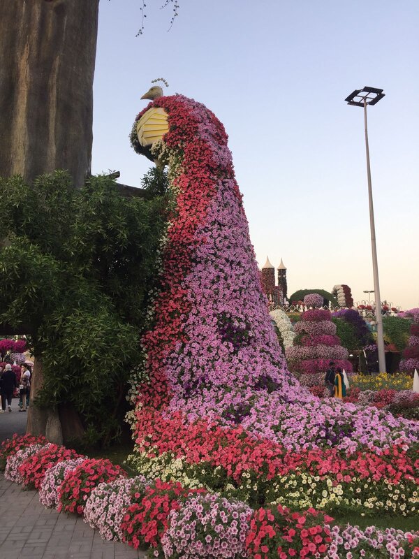 Выставка цветов в Дубае - minchanka 