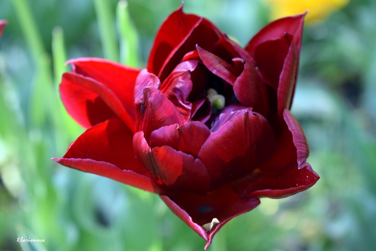 Тюльпаны в Кропивницком дендропарке - Татьяна Ларионова