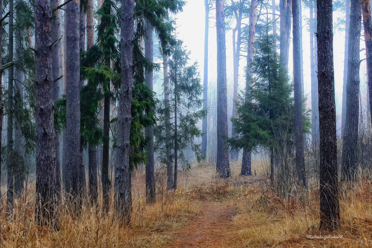 туман в лесу - Владимир Зеленцов