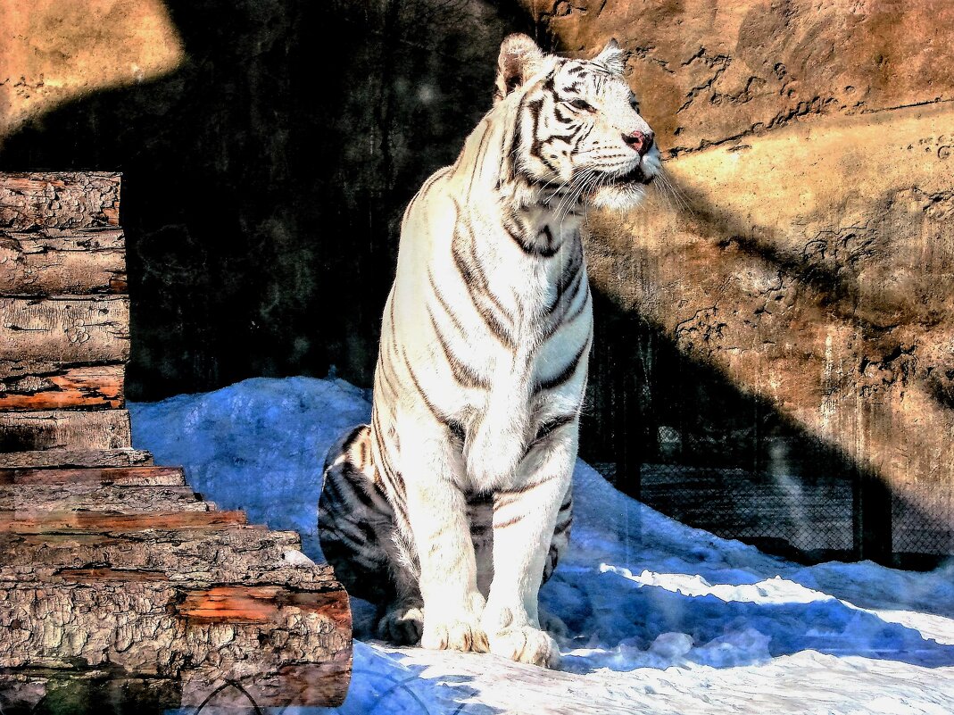Бенгальский тигр - Анатолий Колосов