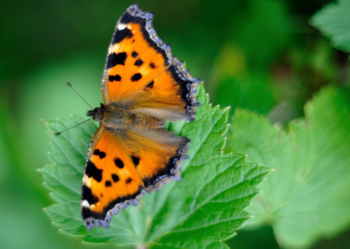 Butterfly - Андрей Вестмит