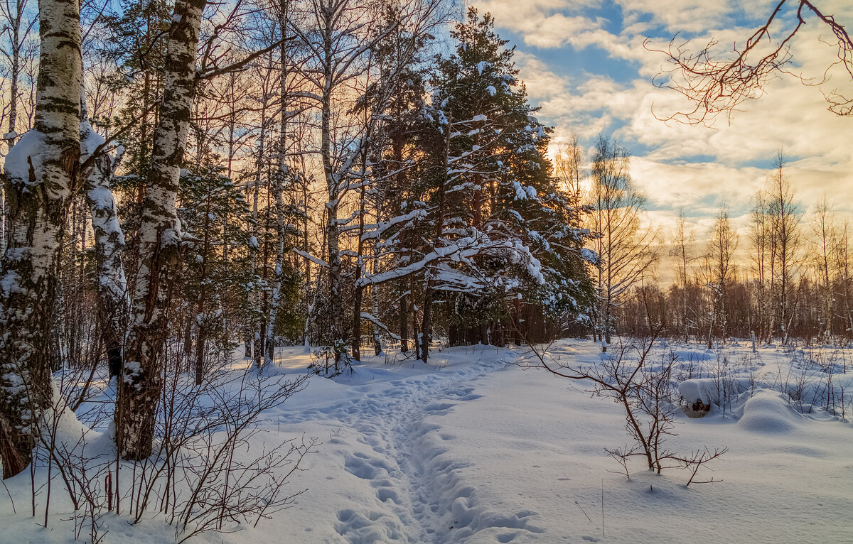 Морозное утро второго января - Андрей Дворников
