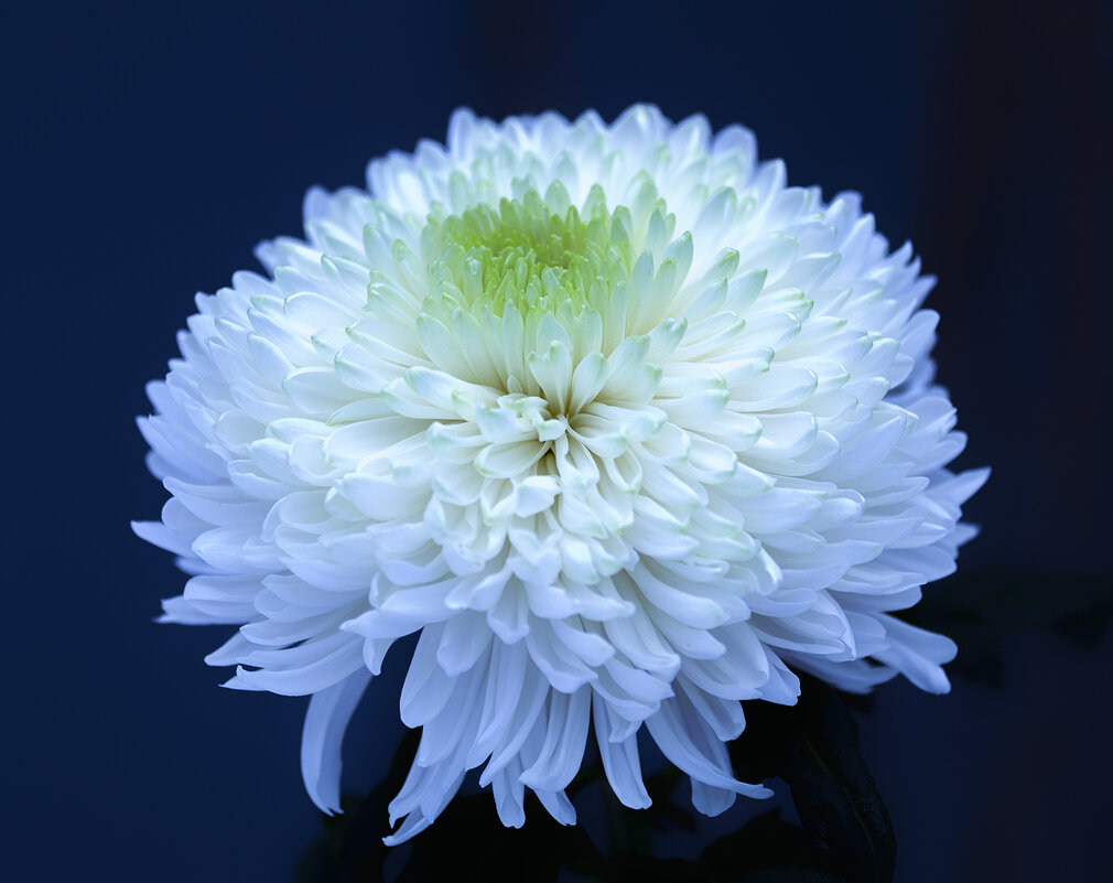 chrysanthemum - Zinovi Seniak
