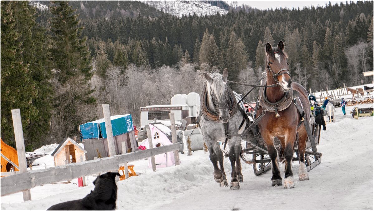 санки, снег и лошади - Jiří Valiska